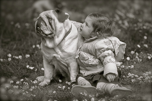 イングリッシュ・ブルドッグと赤ちゃん